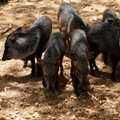 Venezuela võimud uurivad loomade loomaaiast söögiks varastamist