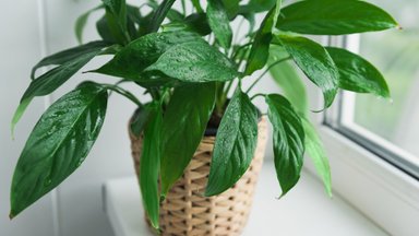 Это растение очистит воздух в квартире лучше пылесоса: дышать станет легче 