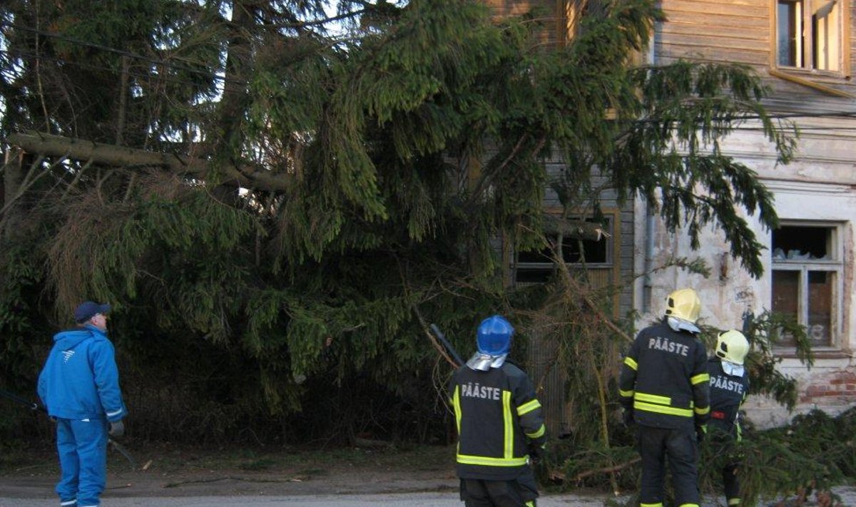 Tartus kukkus kuusepuu elektriliinidele