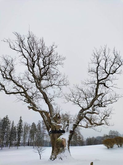 Pühajärve sõjatamm