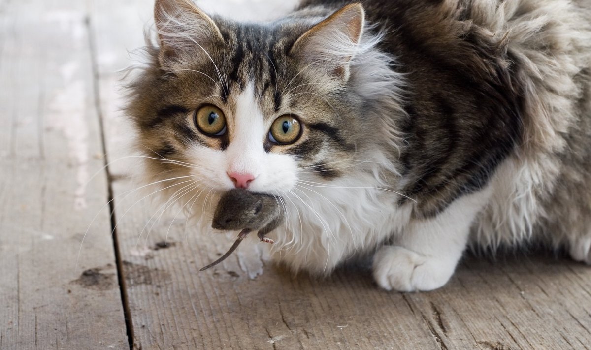Steriliseerimine või kastreerimine kassi hiirepüüdmisehuvi ei mõjuta
