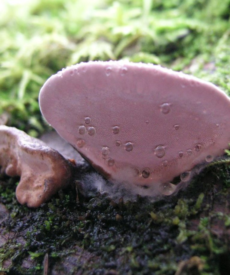 Fomitopsis rosea ehk roosa pess.