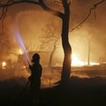 Число погибших в результате лесных пожаров в Греции достигло 79