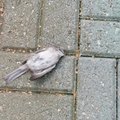 ФОТО | Женщина обеспокоена мертвыми птицами у спа-центра. Руководство: это не массовая проблема