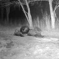 VIDEO | Milline graatsia! Harjumaa karu tegi rehviga „joogat“