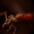 Sissevaade sipelgate ja kimalaste nutikasse maailma