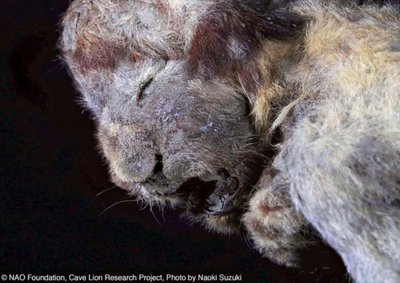 30 000 aastat igikeltsas peitunud jääaegse koopalõvi kutsikas