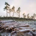 Siim Kuresoo: metsa rohkem raiudes kliimamuutusi ei vähenda