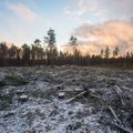 Tselluloositehase ehitamine Eestisse seaks meie metsad veelgi suurema löögi alla