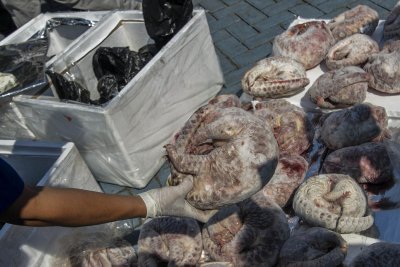 Indoneesia toll konfiskeeris 1,3 tonni külmutatud pangoliine