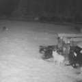 VIDEO | Pühapäeva ööl käisid hundid Raplamaal koduõuel koeri kimbutamas