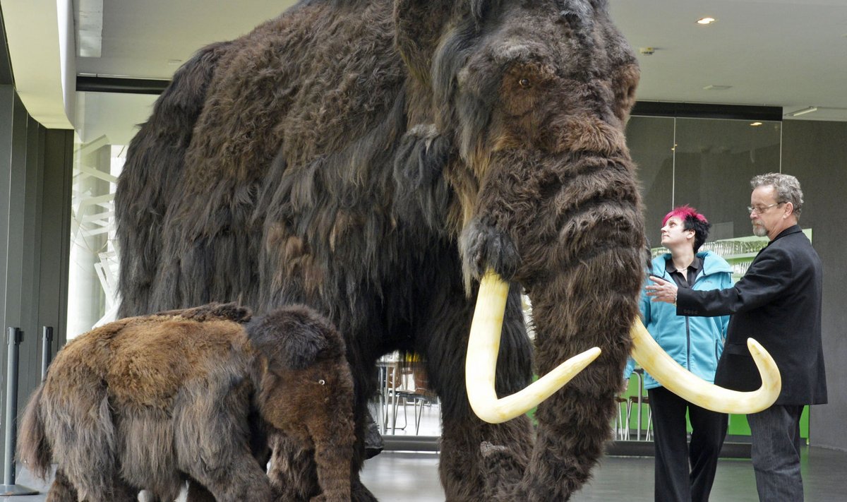 Karvased hiiud jääajast - mammuti ja ta järeltulija reproduktsioonid.