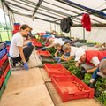 Valitsuse jonn välistööjõuga viis maasikakasvatajad kõrvuni võlgadesse