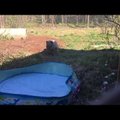VIDEO | Karusloomafarmist päästetud rebased veedavad palavad suvepäevad basseinis veemõnusid nautides