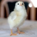 Evolutsioon pöörati esmakordselt tagurpidi, kasvatades kärsaga kana