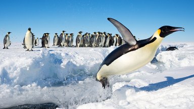 Ivo Linna mälumäng 242. Millega läks 7. jaanuaril 1978 Antarktika ajalukku Emilio Marcos Palma?
