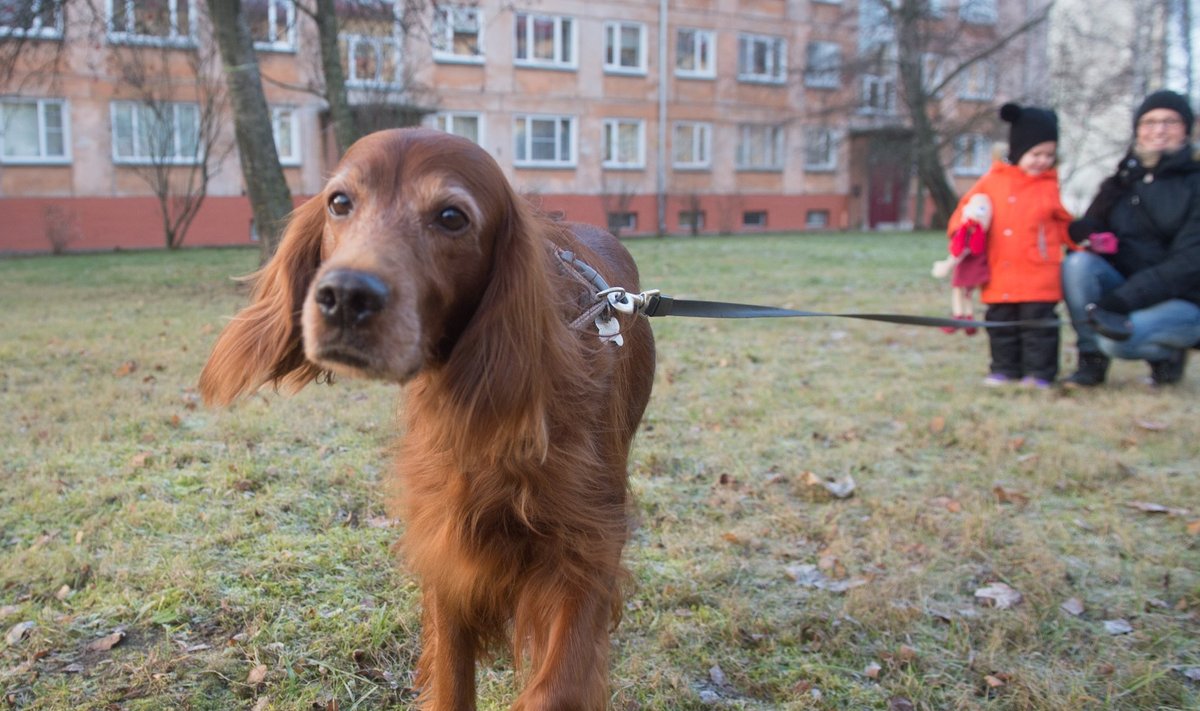 Bellal opereeriti mullu vale tagakäppa. Koera omanik Mariki Käsper-Aluste esitas kliiniku kohta kaebuse nii veterinaar- ja toiduametisse kui ka loomaarstide aukohtusse.