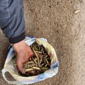 Kevadtorm tõi Kõrvemaale „kullakaevurid“: padrunikestade korjamine on tulus, ent ka konkurente jagub