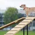 В Ласнамяэ построят новую площадку для выгула собак