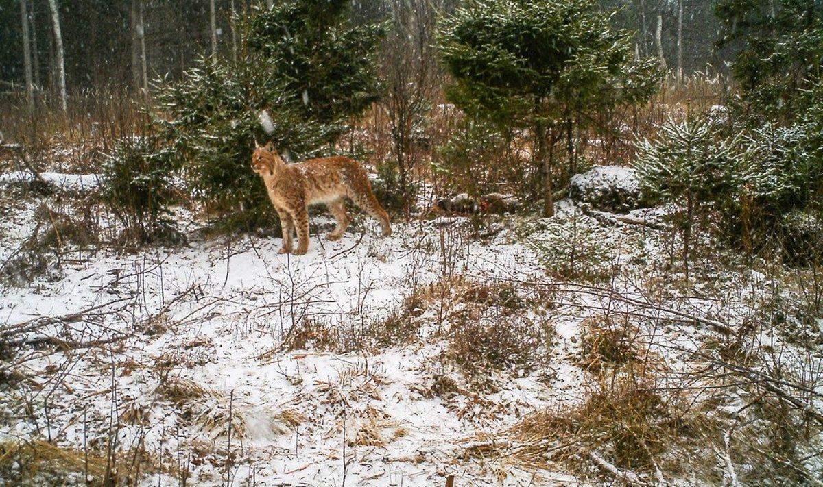 Рысь в лесах Эстонии (фото с камеры наблюдения)