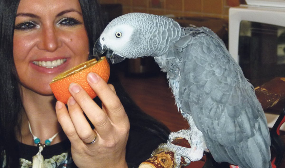 Katarina Brighti papagoi Robbie saab lisaks spetsiaalsele  linnutoidule osa kõigest  värskest, mida pere sööb.