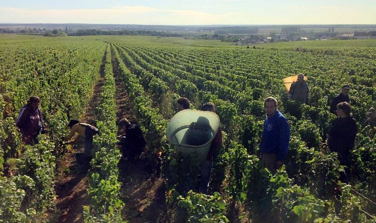 Korjeaeg Burgundias: Nobedad rumeenia näpud koguvad hinnalised pinot noir viinamarjakobarad kogumistorbikutesse. (Foto: Margit Kirsipuu)
