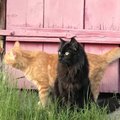 AITA LEIDA | Moekunstnik Aldo Järvsoo kass kadus ära: käin igal õhtul kassi otsimas, aga ei midagi