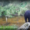 ВИДЕО | Смотрите, как вольготно чувствует себя в Йыгевамаа медвежье семейство!
