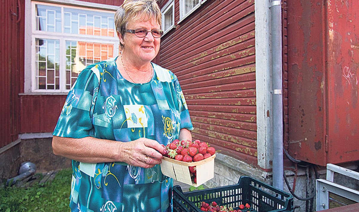  Tänavune  parim nõustaja Veeve Kaasik  oskab väga hästi maasikaid,  kartuleid  ja tööstuskanepit kasvatada.