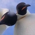 Lustakas video: kaks keiserpingviini teevad jäiseid selfie 'sid