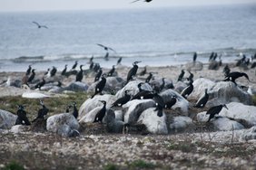 Kohus lubab Ornitoloogiaühingu vastuseisust hoolimata kormoranimunade õlitamist jätkata 