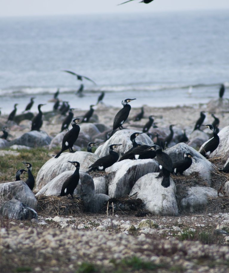 Kormorani kaitse ja ohjamise tegevuskava järgi on kormorani seisund soodne, kui neid on vähemalt 500 paari. Viimastel seireandmetel on kormorane Eestis 40 000–41 100 paari.