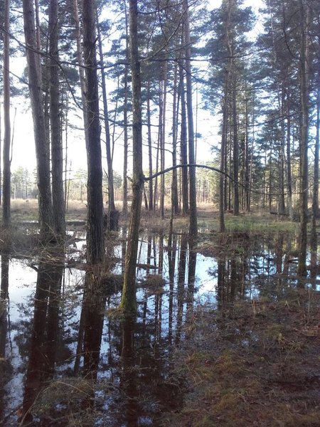 Läti märjad metsad