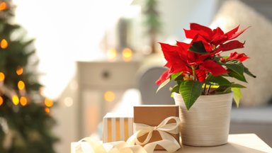 Рождественская звезда: можно ли держать дома, приметы и суеверия