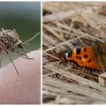Sääsed, liblikad ja teised: milline võiks tulla 2017. aasta Eesti putukasuvi?