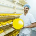 Olude sunnil piimatootjast selle töötlejaks: Pajumäe talu juustud üllatavad kookose ja maapirni maitsega