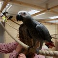 ВИДЕО | Экзотика в сердце Ласнамяэ: в Таллинне открыли контактный зоопарк, где можно порезвиться с попугаями
