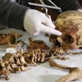 Nagu kreemitaks skeletti: teadlased tugevdasid lootevedeliku abil edukalt hõredaid luid