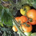 Эстонским селекционерам удалось вывести оранжевые сорта помидоров