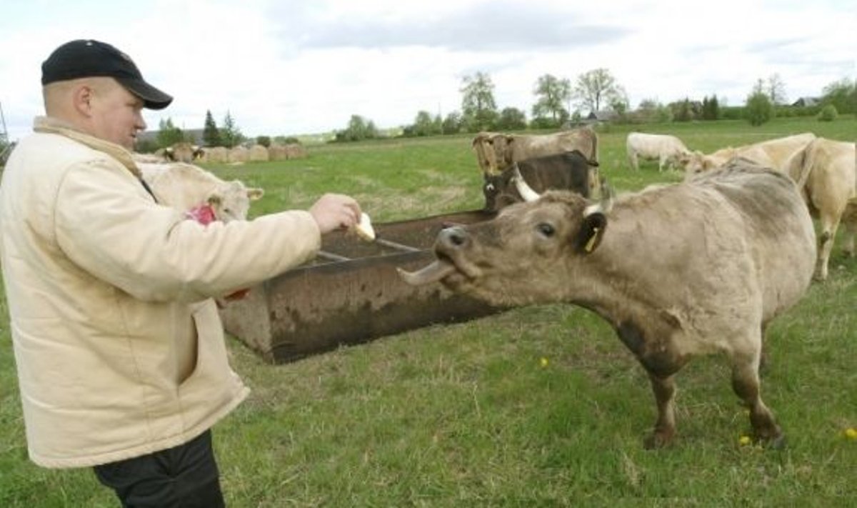 Praegu annavad Ivo Nokkuri lehmade hulgas tooni veel piima-lihatõu                 ristandid. Tulevikus peaks seda asendama puhtatõuline šarolee kari.