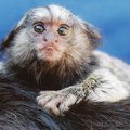 Одна обезьяна оставила без света всю Шри-Ланку