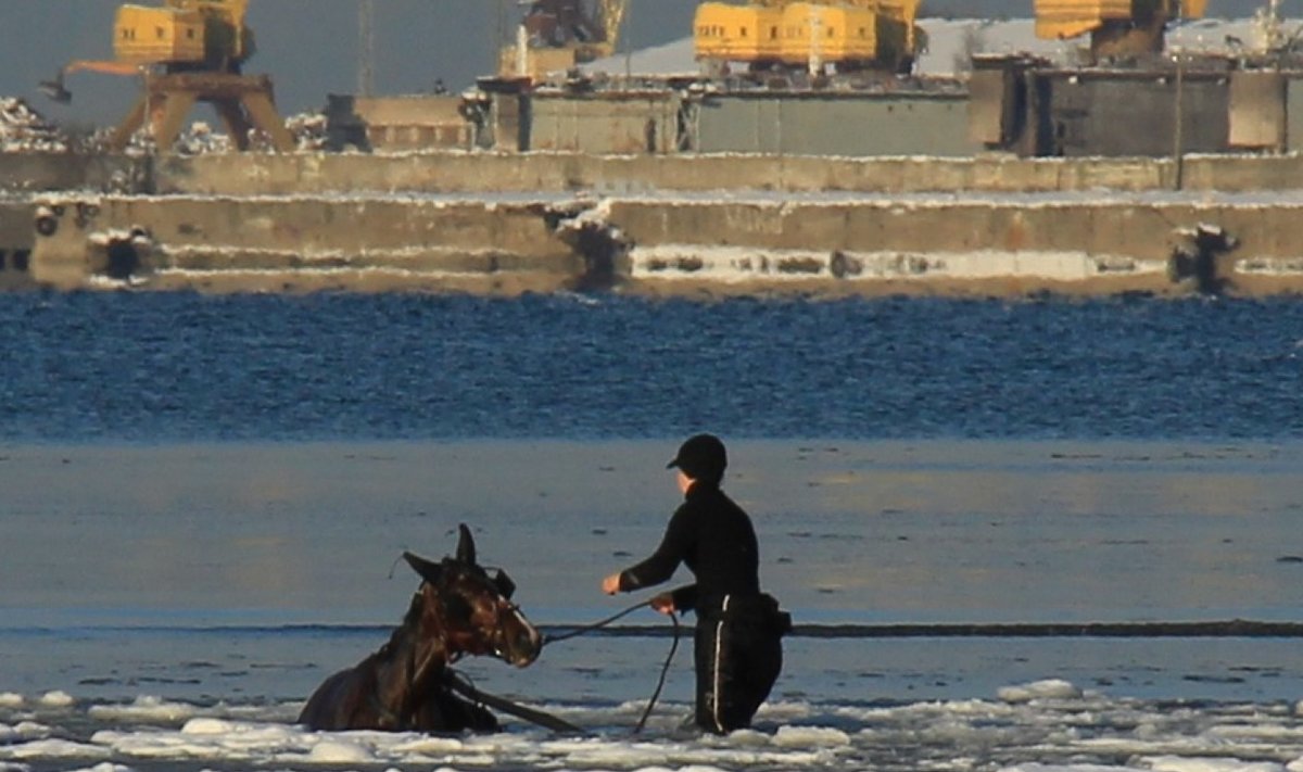 Hobuse päästmine Stroomi rannas