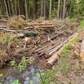 Mari Kartau: kui palju metsa peab veel looduskaitse nimel surema?
