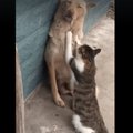 Imearmas VIDEO | Kes ütles, et kassid ja koerad ei või südamesõbrad olla?