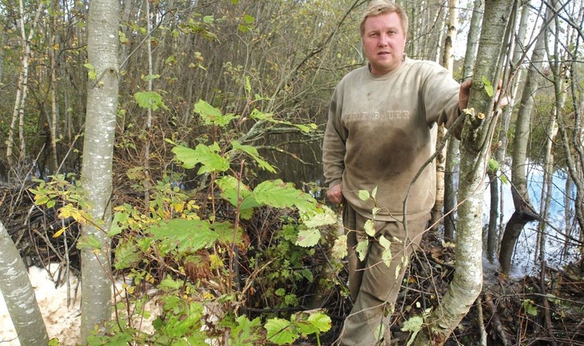 Pehmete põldude omanik Teet Kuusemaa tõdeb, et koprad on tammi kallal tõhusat tööd teinud.