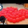 Vahva VIDEO: Vaata, kuidas koer püstitab õhupallide purustamises Guinnessi rekordi