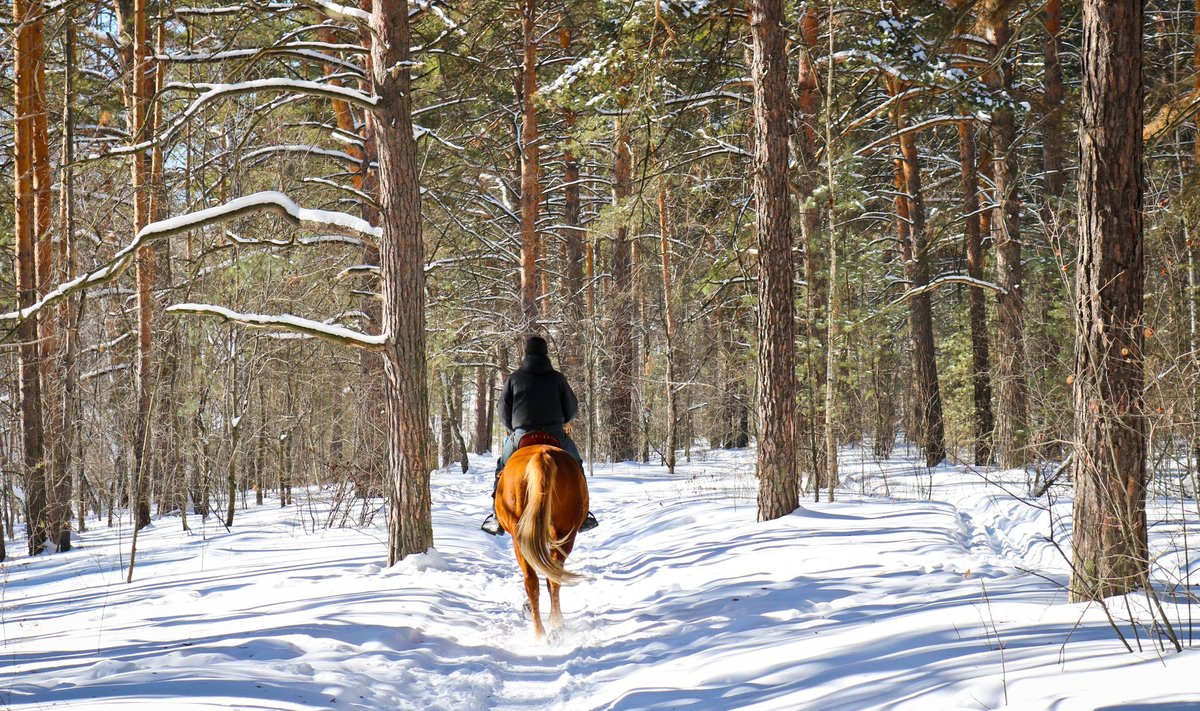 Hobusega talvises metsas. Pilt on illustreeriv.