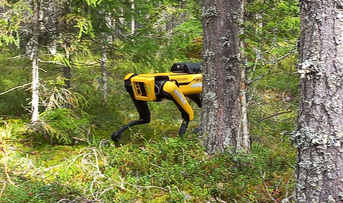 USA ettevõtte Boston Dynamics poolt välja töötatud robotkoera saata metsa, et koguda andmeid puistute ja raiete märgistamise planeerimiseks. 