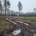 RB ja RMK tagajärjed: metsised peavad Pärnumaal hakkama taas uusi pesitsuskohti otsima – need pole aga enam üldse nii väärtuslikud