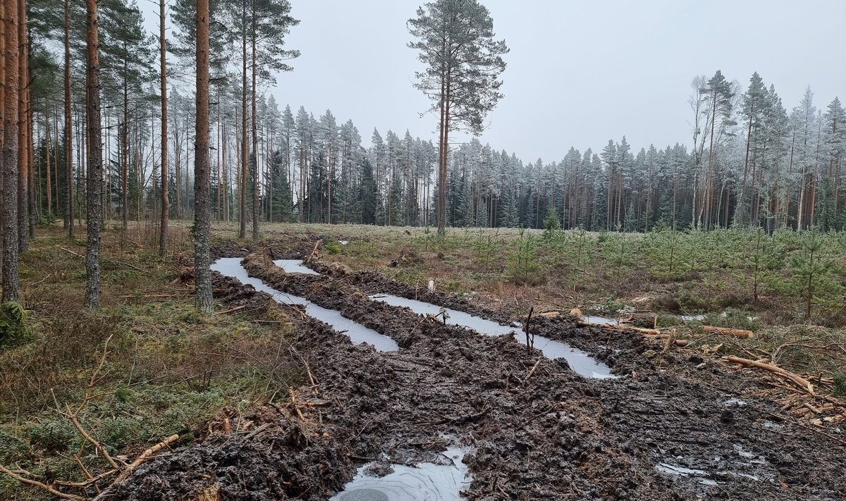 RMK lageraie metsise elupaikadeks määratud aladel (08.03.24)